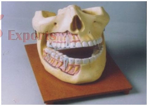 HUMAN UPPER LOWER JAW